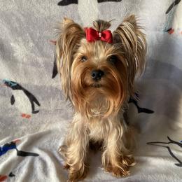 Flint - Yorkshire Terrier