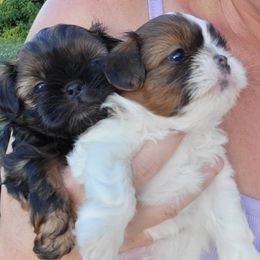 Shih Tzu Puppies from Chimera Shih Tzu