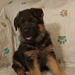 Red male - Black and red male German Shepherd puppy in Rockfield, Kentucky from Cheveyo German Shepherds