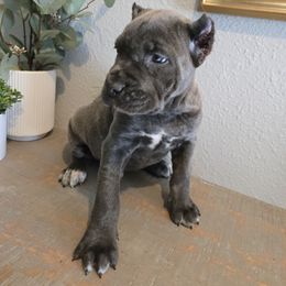Macaw - Light Pink Collar - Gray brindle female Cane Corso puppy in St. Augustine, Florida from RG2 Cane Corsos