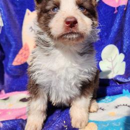 Tulip - Panda female German Shepherd puppy in Los Lunas, New Mexico from Mali's German Shepherds LLC