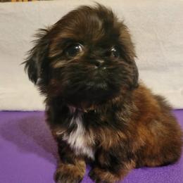 Oscar - Red male Shih Tzu puppy in Parma, Ohio from D's DeVine Shih-Tzu