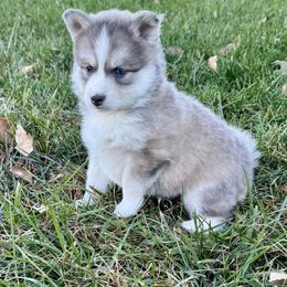 Isla - Blue female Pomsky puppy in Lake Village, Indiana from Perfect Companion Pomskies