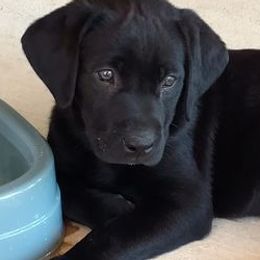 Labrador Retrievers from Krista Lishman
