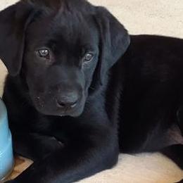 Labrador Retrievers from Krista Lishman