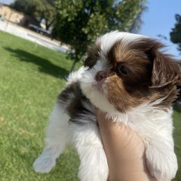 Shih Tzu Puppies from It’s a Shih Tzu world