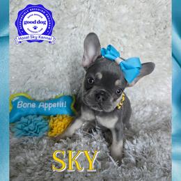 Boy 2 - male French Bulldog puppy in Griffin, Georgia from Hazel Sky Kennel