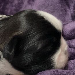 Shih Tzus from Shhhh Shih Tzu