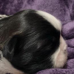Shih Tzus from Shhhh Shih Tzu