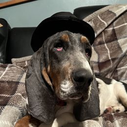 Andy - Basset Hound