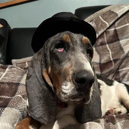 Andy - Basset Hound
