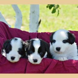 Border Collie Puppies from Fasstari