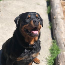 Chewy - Rottweiler