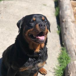 Chewy - Rottweiler