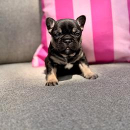 Sugar - Black and tan female French Bulldog puppy in Upper Sandusky, Ohio from Rock Run Homestead