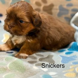 Snickers - Liver and white male Shih Tzu puppy in Jasper, Indiana from Jacob’s Spoiled Shih Tzu
