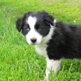 Border Collies from HV Border Collies