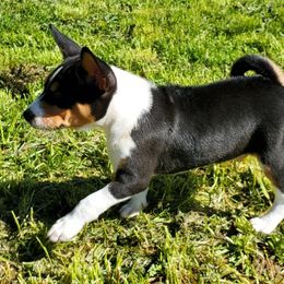 Basenji Puppies from Basenji Puppies