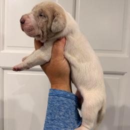 Bailey - Mantle merle female Great Dane puppy in Florida from Beachside Kennels