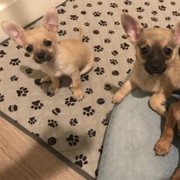 Chihuahua puppies from Sun Valley Malinois
