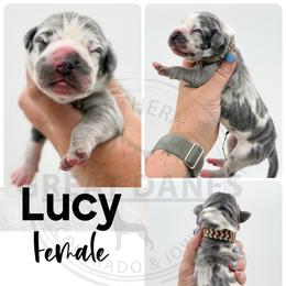 Lucy - Harlequin female Great Dane puppy in Sac City, Iowa from Northern Great Danes of Colorado & Iowa
