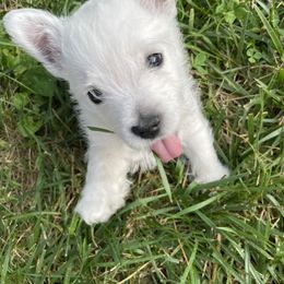 West Highland White Terrier Puppies from Sand Dollar Westies of Delaware