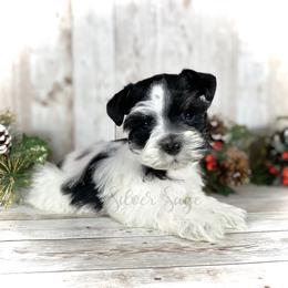 Miniature Schnauzer Puppies from Silver Sage Schnauzers