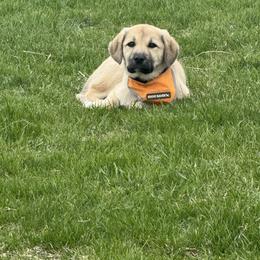 Anatolian Shepherd Dog Puppies from Mcginnis Guardian Dogs