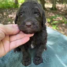 Rufus - Chocolate male Goldendoodle puppy in New Ringgold, Pennsylvania from Hawk Mountain Doodles