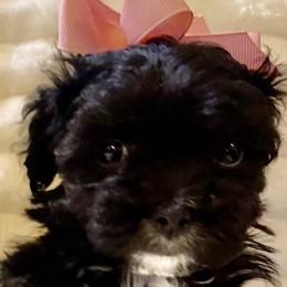 Cavapoos, Maltipoos, Poodles, and Yorkipoos from Wonderfully Made Poodles & Doodles