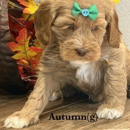 Autumn - Caramel female Australian Labradoodle puppy in Citrus Heights, California from Elite Blend Labradoodles