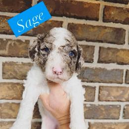 Sage - Parti male Goldendoodle puppy in Macclenny, Florida from Baker County Goldendoodles