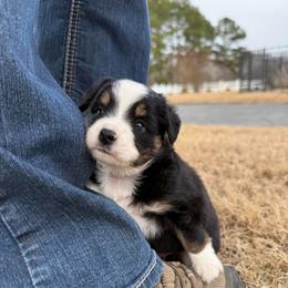 Neil - Black tri male Miniature Australian Shepherd puppy in Goldsboro, North Carolina from Maple Ridge Farm
