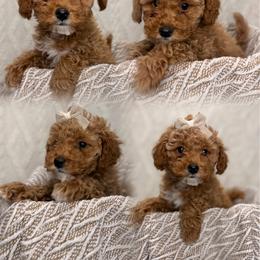 Dolly - Cream female Aussiedoodle puppy in North Olmsted, Ohio from Iron Doodles