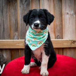 Border Collie, Golden Retriever, and Sporty Mix Puppies from Turbo Border Collies & Coltrievers