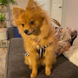 Pomeranians from Adita May's Pomeranians
