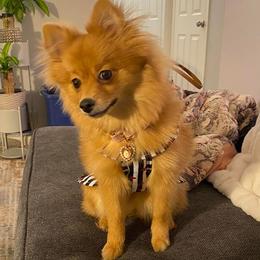 Pomeranians from Adita May's Pomeranians