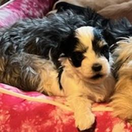 Morkies from Patricia's Morkies