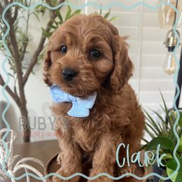 Blue Collar - Red male Cavapoo puppy in West Jordan, Utah from Ruby's Cavapoos