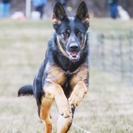 German Shepherds from Haus Merrell German Shepherd