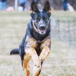 German Shepherds from Haus Merrell German Shepherd