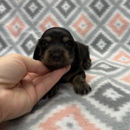 Girl 2 - Black and tan female Dachshund puppy in Hoover, Alabama from Tide Town Doxies