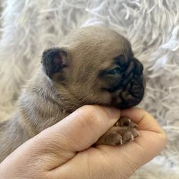 Penelope - Fawn female French Bulldog puppy in Greeley, Colorado from Mandy Moon French bulldogs
