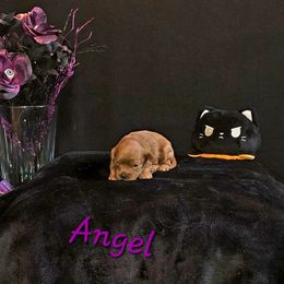Cavapoo Puppies from Peach's Pittsburgh Cavapoos