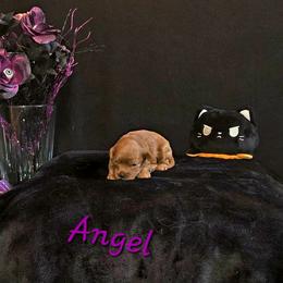 Cavapoo Puppies from Peach's Pittsburgh Cavapoos