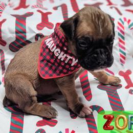 Zoro - Fawn male Boxer puppy in Mountain Home, Idaho from LJK Boxers & Toy Aussies