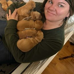 Basset Hound, Boykin Spaniel, English Cocker Spaniel, and Labrador Retriever Puppies from PARK’s Family Farm