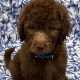 JAZEL - Chocolate female Goldendoodle puppy in Maricopa, Arizona from AZ Designer Goldendoodles