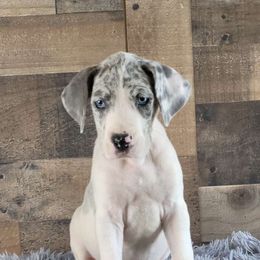 Meadow - Blue and white Great Dane puppy in Gonzales, Louisiana from Anstatt House Of Danes