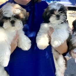 Cocker Spaniel and Shih Tzu Puppies from Newsong Cockers & Shih Tzu